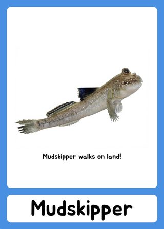 Mudskipper