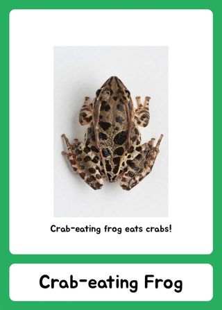 Crab-eating frog