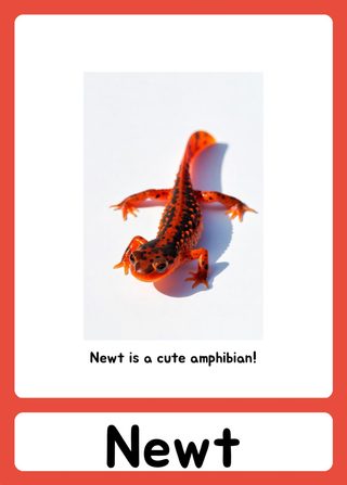 Newt