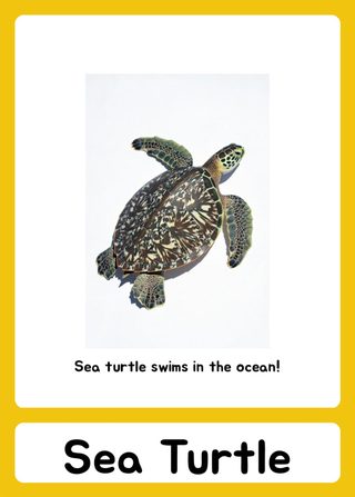 Sea turtle