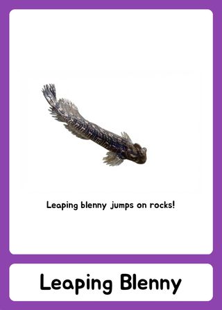 Leaping blenny