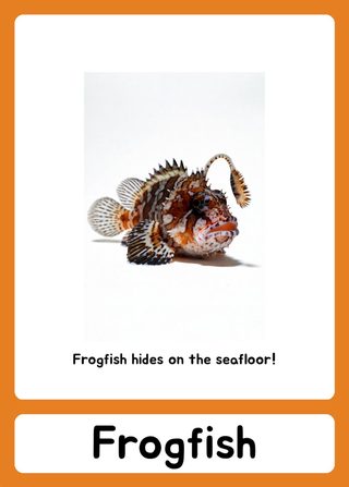 Frogfish