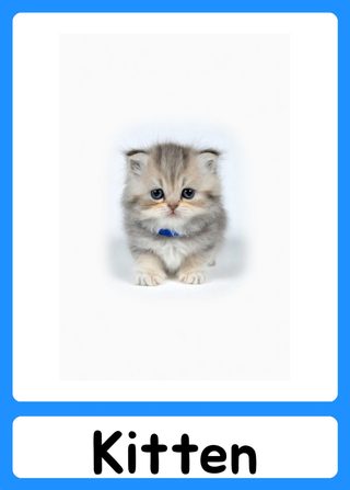 Kitten