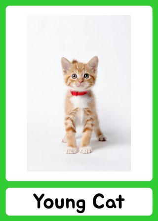 Young Cat