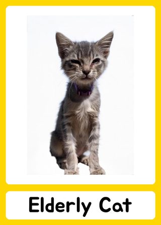 Elderly Cat