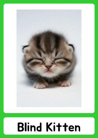 Blind Kitten