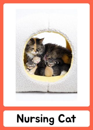 Nursing Cat